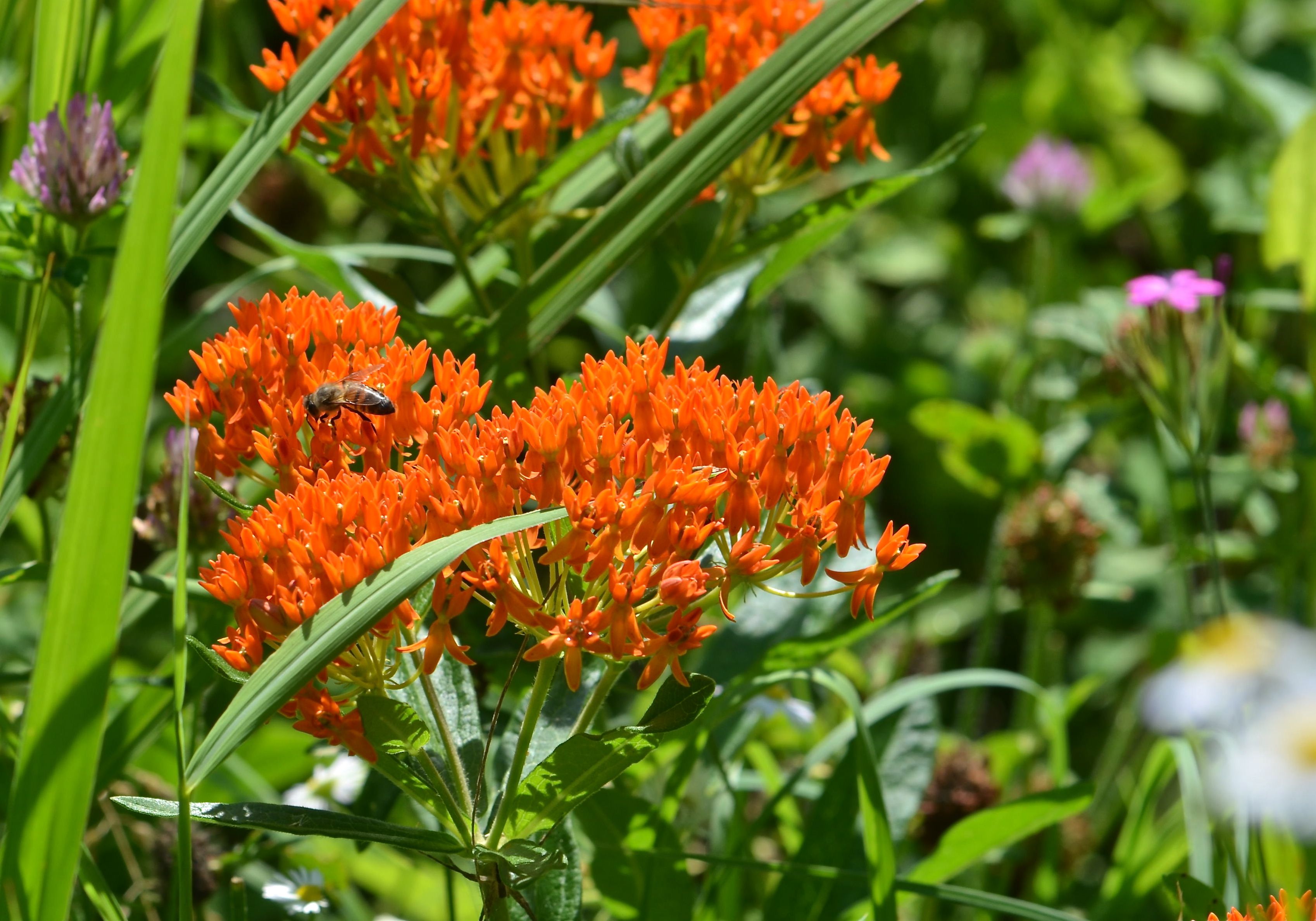 Butterfly Weed - Watching for WildflowersWatching for Wildflowers