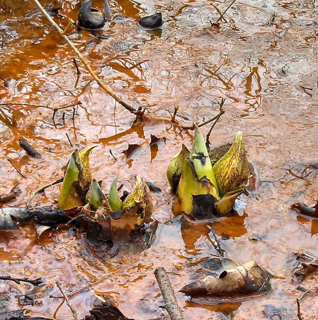 Skunk cabbage first appearance: Feb 16, 2013
