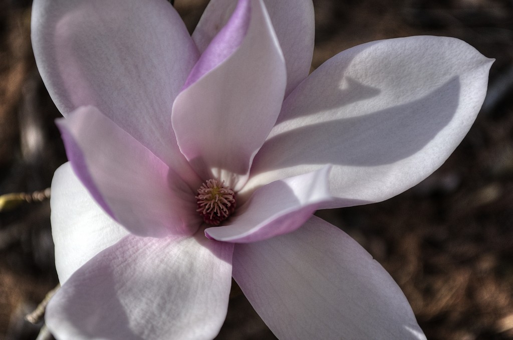 DSC_0059_magnolia