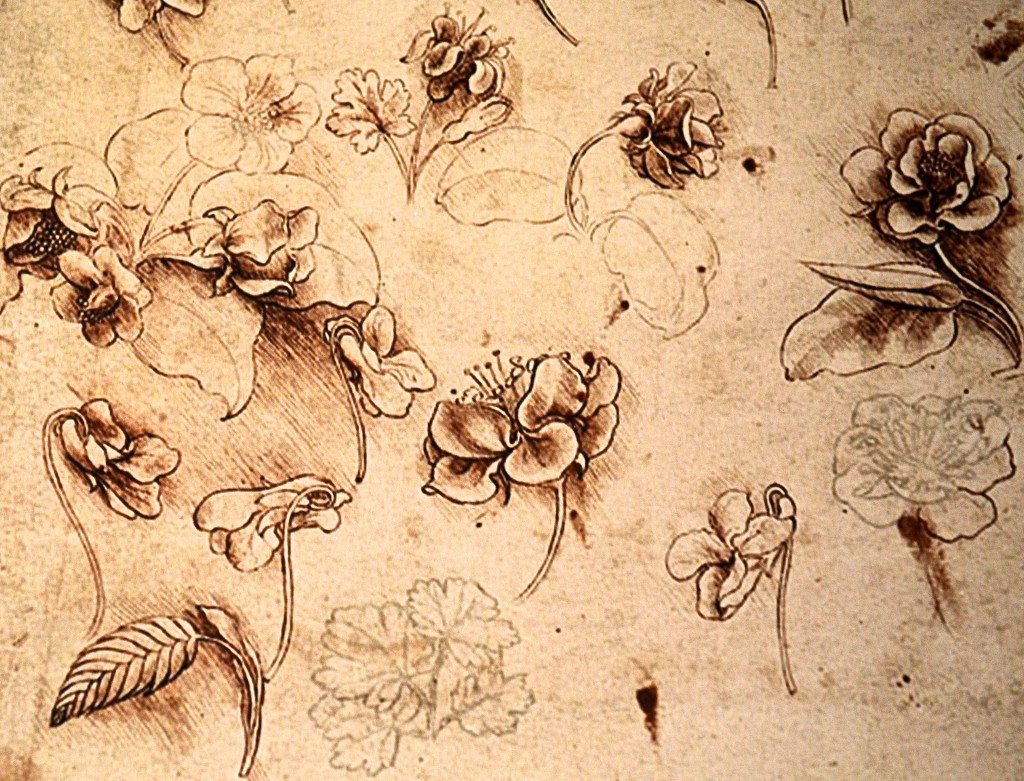 Da Vinci flowers