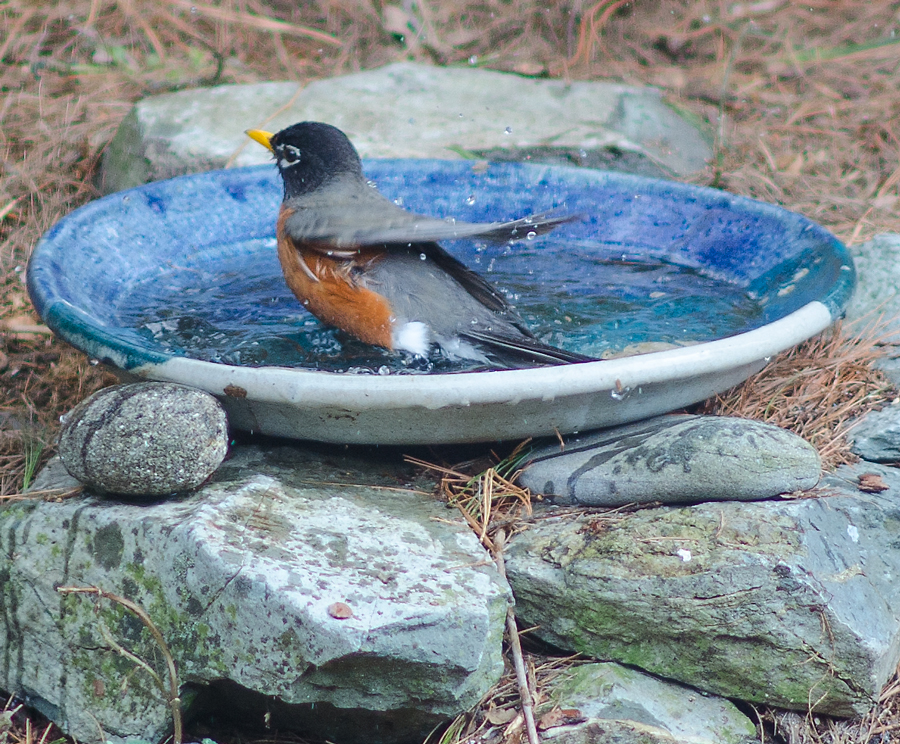 Robin-bathing