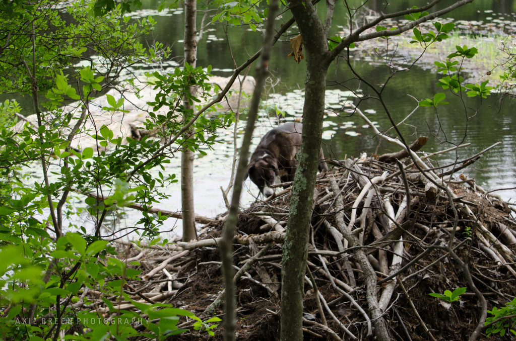 beaver lodge