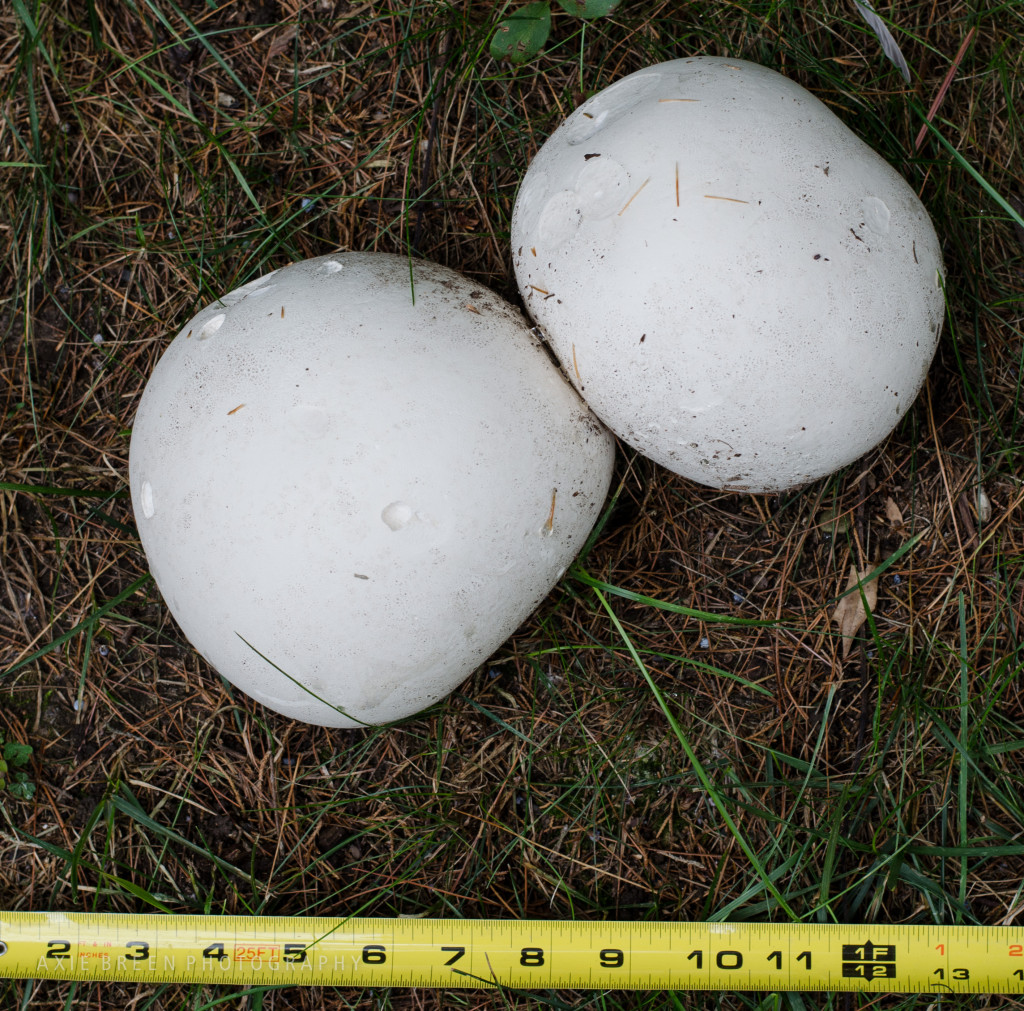 Double puffball 2