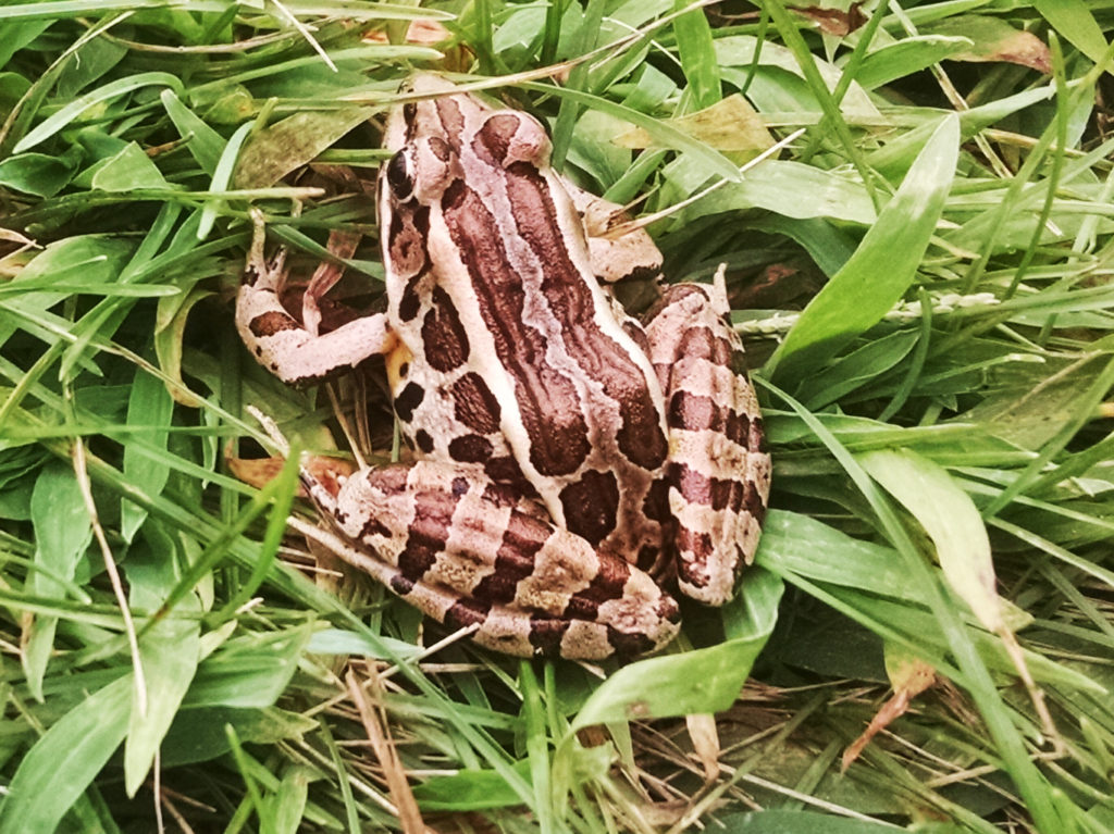 pickerel frog, Massachusetts frog