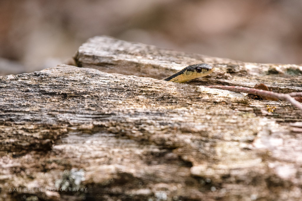garter snake, nature, Rocky Narrows, Axie Breen Photography