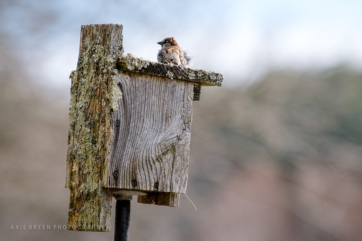 sparrow, nature, Rocky Narrows, Axie Breen Photography